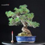 Pinus Pentaphylla - Goyomatsu Miyajima