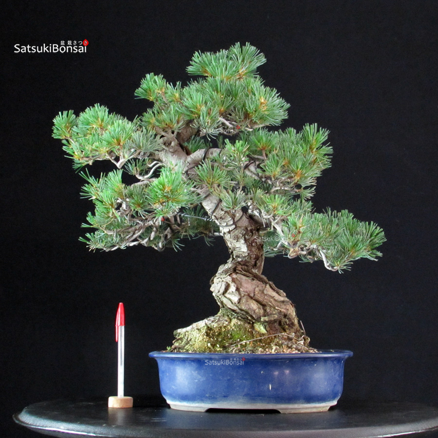 6290_1-Pinus-pentaphylla-goyomatsu-Miajima Pinus Pentaphylla - Goyomatsu Miyajima - immagine 1