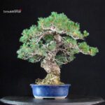 Pinus Pentaphylla - Goyomatsu Miyajima - immagine 2