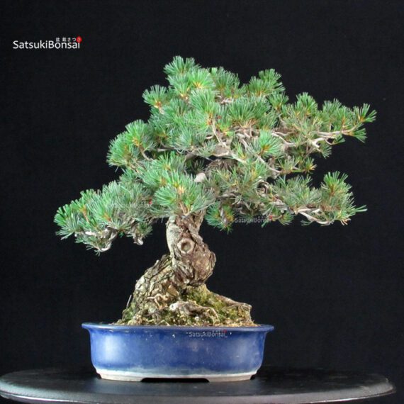 Pinus Pentaphylla - Goyomatsu Miyajima - immagine 3