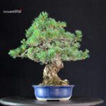 Pinus Pentaphylla - Goyomatsu Miyajima - immagine 4