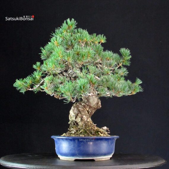 Pinus Pentaphylla - Goyomatsu Miyajima - immagine 4