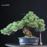 Pinus Pentaphylla - Goyomatsu Miyajima