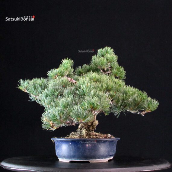 Pinus Pentaphylla - Goyomatsu Miyajima - immagine 2