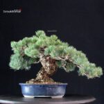 Pinus Pentaphylla - Goyomatsu Miyajima - immagine 3