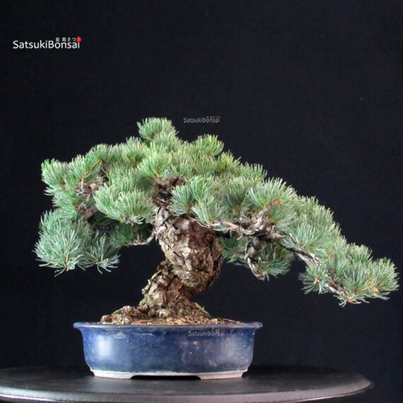 Pinus Pentaphylla - Goyomatsu Miyajima - immagine 3