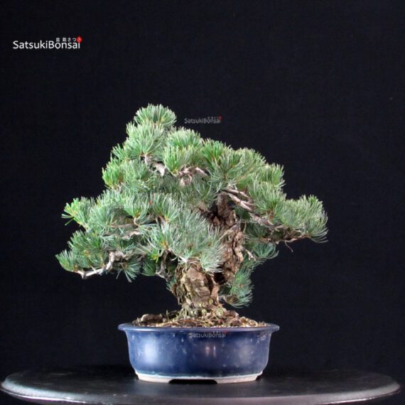 Pinus Pentaphylla - Goyomatsu Miyajima - immagine 4