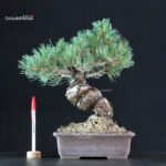 Pinus Pentaphylla - Goyomatsu Miyajima