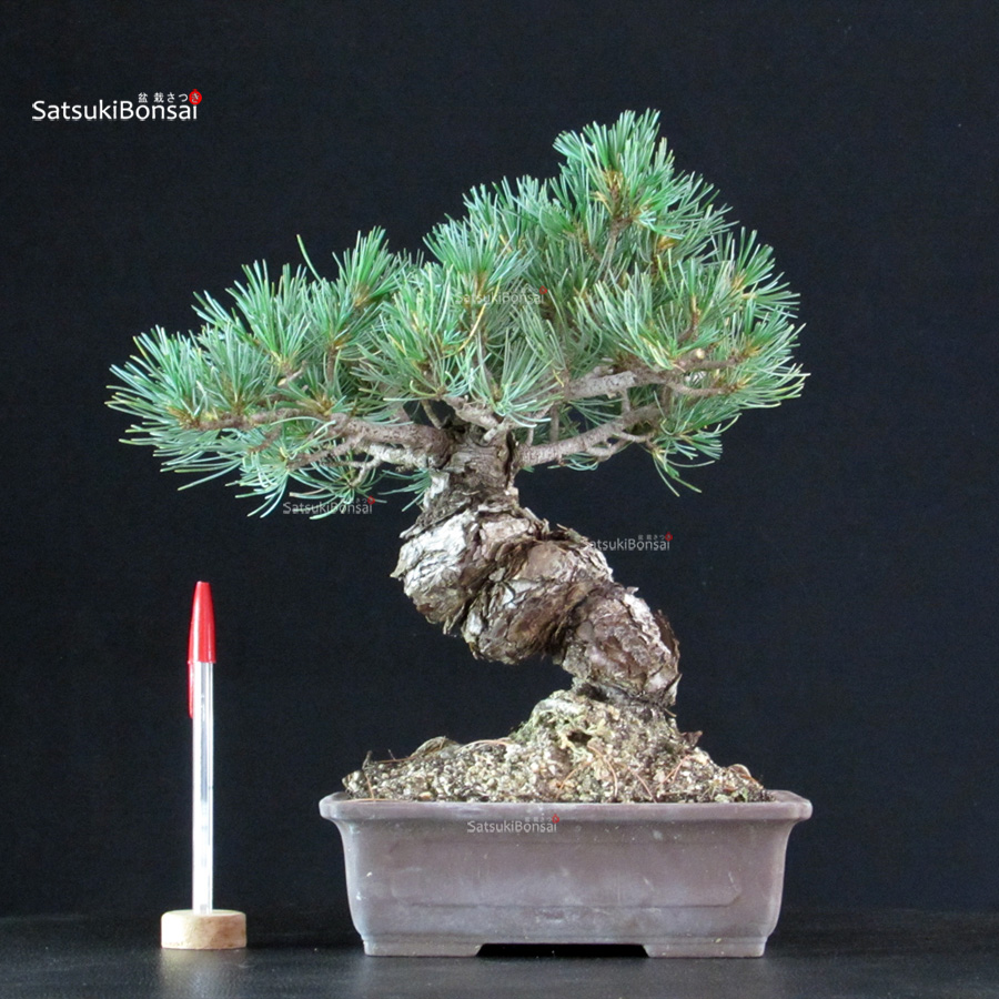 6292_1-Pinus-pentaphylla-goyomatsu-Miajima Pinus Pentaphylla - Goyomatsu Miyajima - immagine 1
