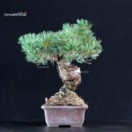 Pinus Pentaphylla - Goyomatsu Miyajima - immagine 2