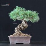 Pinus Pentaphylla - Goyomatsu Miyajima - immagine 3