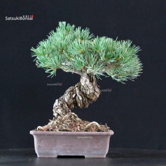 Pinus Pentaphylla - Goyomatsu Miyajima - immagine 3