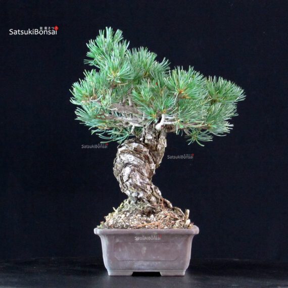 Pinus Pentaphylla - Goyomatsu Miyajima - immagine 4