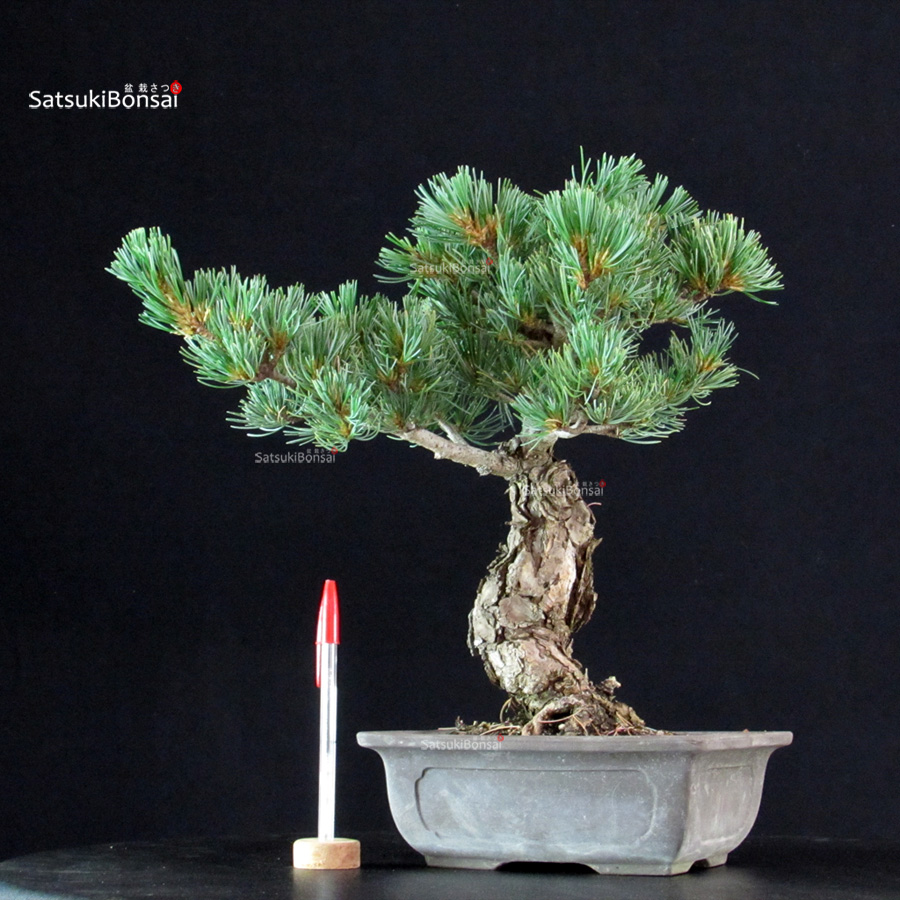6293_1-Pinus-pentaphylla-goyomatsu-Miajima Pinus Pentaphylla - Goyomatsu Miyajima - immagine 1