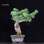 Pinus Pentaphylla - Goyomatsu Miyajima - immagine 2