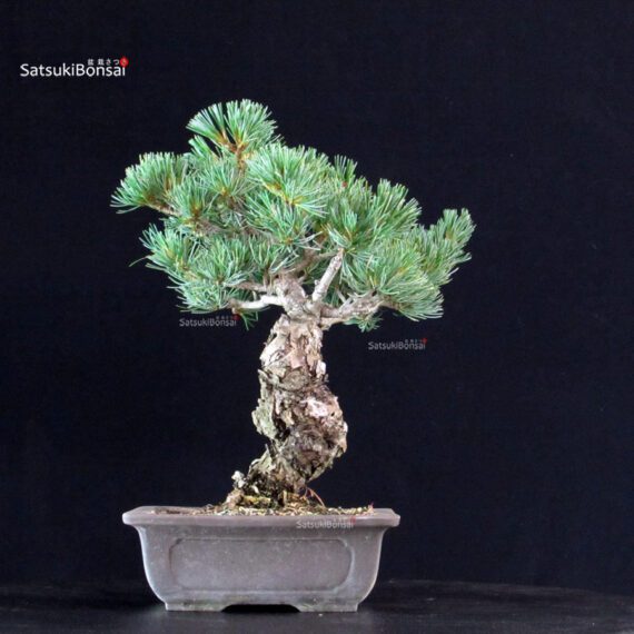 Pinus Pentaphylla - Goyomatsu Miyajima - immagine 3