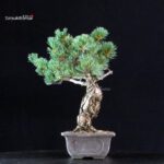 Pinus Pentaphylla - Goyomatsu Miyajima - immagine 4