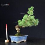 Pinus Pentaphylla - pino bianco