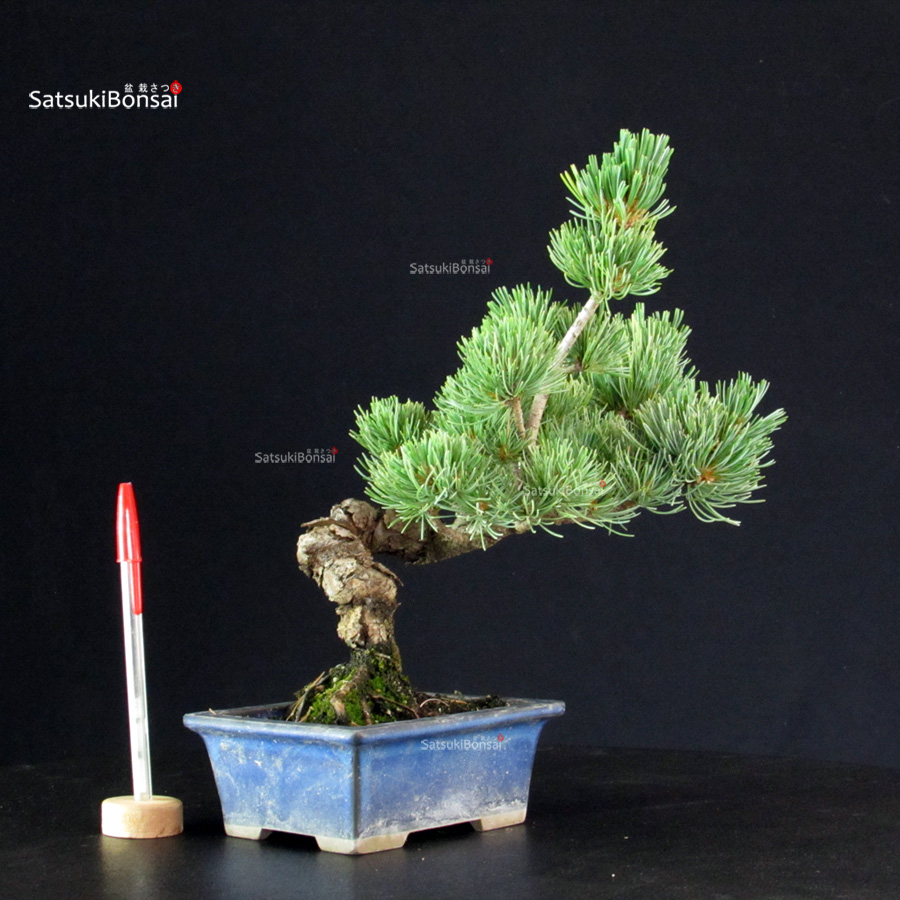 6299_1-Pinus-pentaphylla-pino-bianco Pinus Pentaphylla - pino bianco - immagine 1