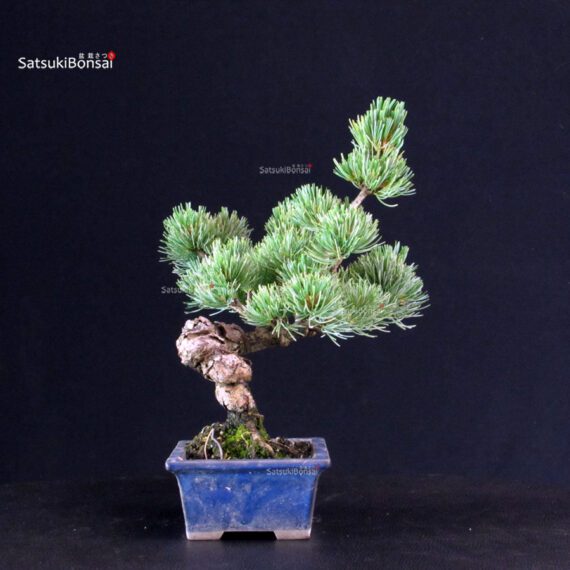 Pinus Pentaphylla - pino bianco - immagine 2