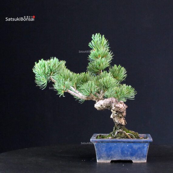 Pinus Pentaphylla - pino bianco - immagine 3