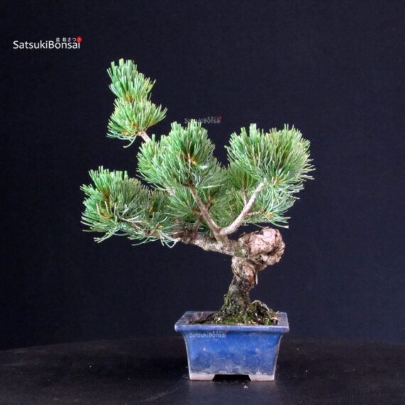 Pinus Pentaphylla - pino bianco - immagine 4