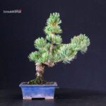 Pinus Pentaphylla - pino bianco - immagine 5
