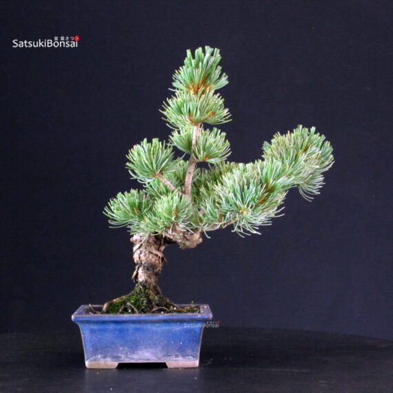 Pinus Pentaphylla - pino bianco - immagine 5
