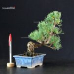 Pinus Pentaphylla - pino bianco