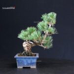 Pinus Pentaphylla - pino bianco - immagine 2