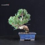 Pinus Pentaphylla - pino bianco - immagine 3