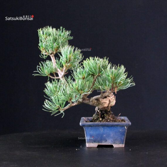 Pinus Pentaphylla - pino bianco - immagine 4