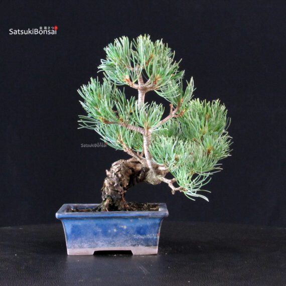 Pinus Pentaphylla - pino bianco - immagine 5
