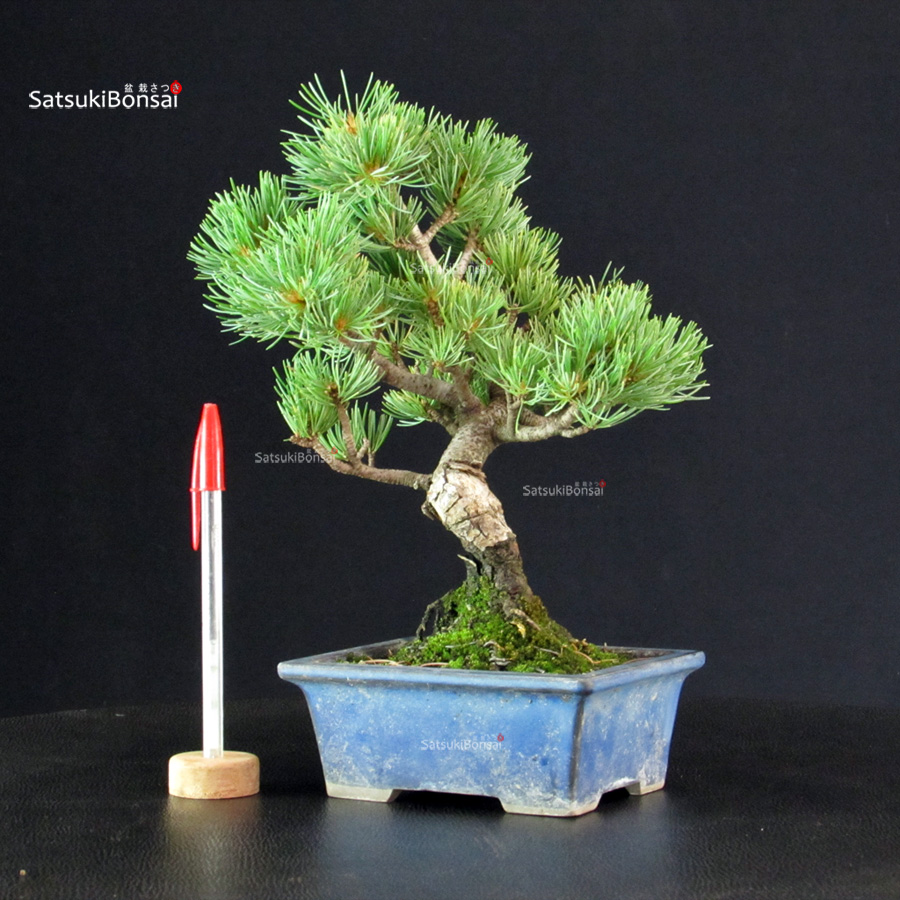 6301_1-Pinus-pentaphylla-pino-bianco Pinus Pentaphylla - pino bianco - immagine 1