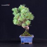 Pinus Pentaphylla - pino bianco - immagine 2