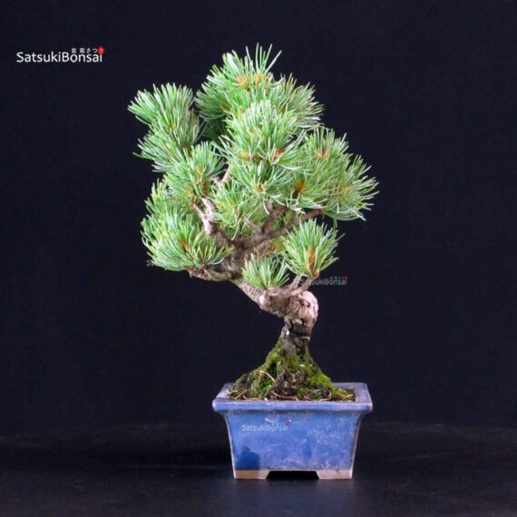 Pinus Pentaphylla - pino bianco - immagine 2