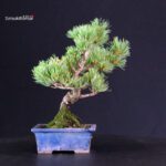 Pinus Pentaphylla - pino bianco - immagine 3