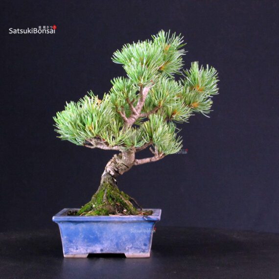 Pinus Pentaphylla - pino bianco - immagine 3
