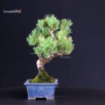 Pinus Pentaphylla - pino bianco - immagine 4