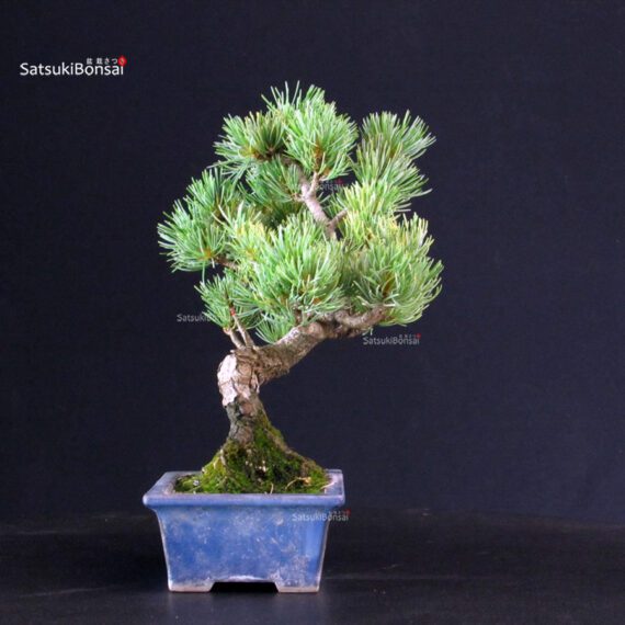 Pinus Pentaphylla - pino bianco - immagine 4