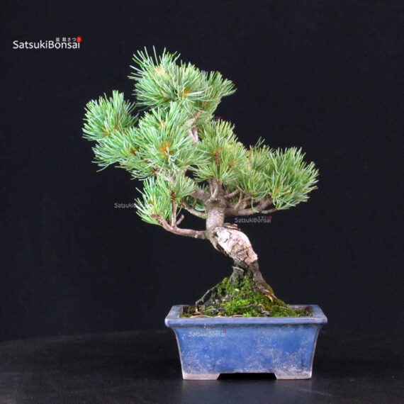 Pinus Pentaphylla - pino bianco - immagine 5