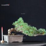 Pinus Pentaphylla - Goyomatsu Miyajima