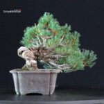 Pinus Pentaphylla - Goyomatsu Miyajima - immagine 2