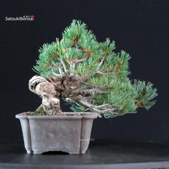 Pinus Pentaphylla - Goyomatsu Miyajima - immagine 2