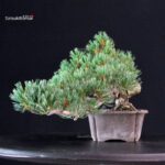 Pinus Pentaphylla - Goyomatsu Miyajima - immagine 3
