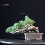 Pinus Pentaphylla - Goyomatsu Miyajima - immagine 4