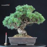 Pinus Pentaphylla - Goyomatsu Miyajima