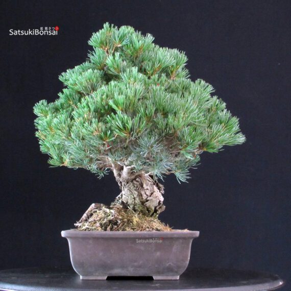 Pinus Pentaphylla - Goyomatsu Miyajima - immagine 2
