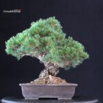 Pinus Pentaphylla - Goyomatsu Miyajima - immagine 3