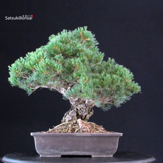 Pinus Pentaphylla - Goyomatsu Miyajima - immagine 3